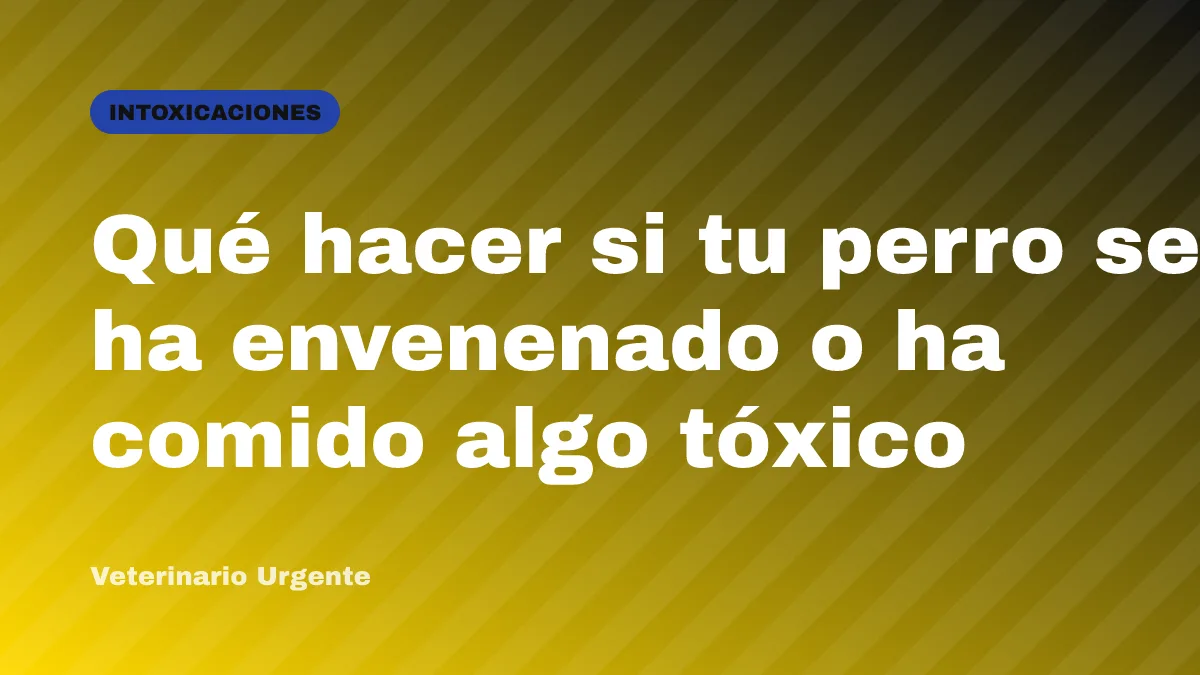 Qué hacer si tu perro se ha envenenado o ha comido algo tóxico
