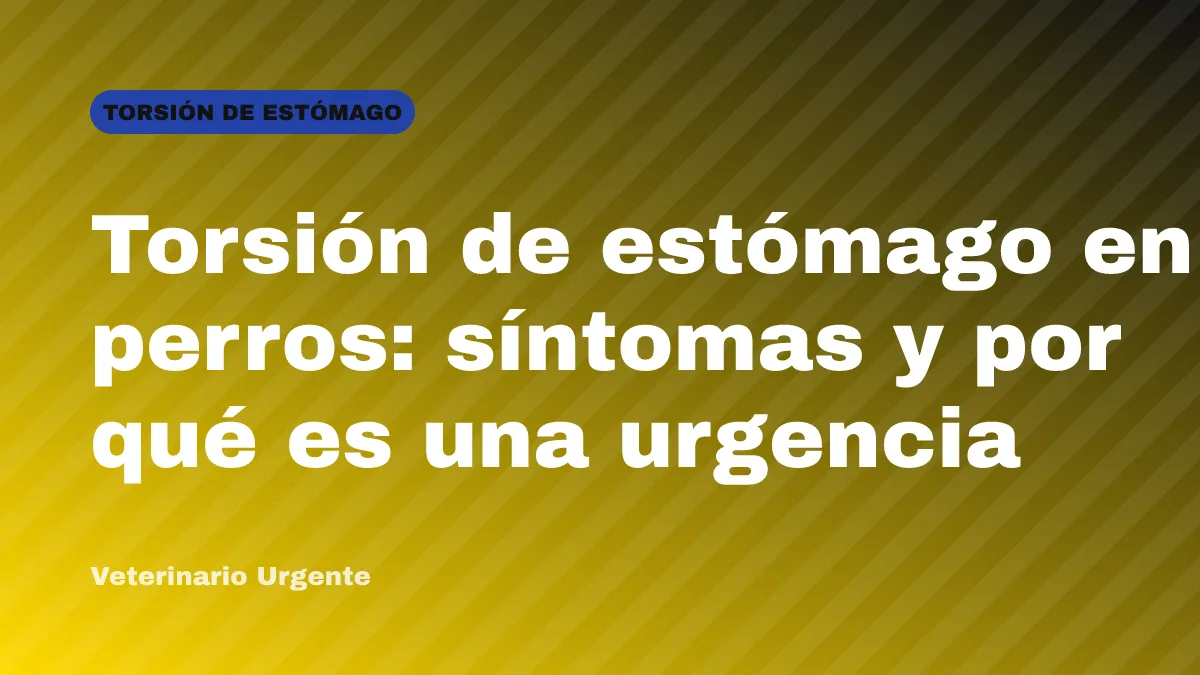 Torsión de estómago en perros: síntomas y por qué es una urgencia